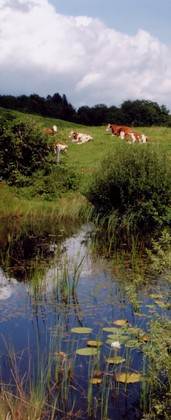 Randonne sur Le Plateau des MilleEtangs (Photo C.Triquenot)